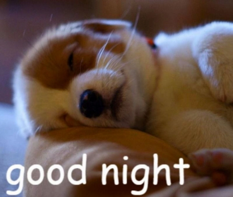 Meme động vật thao thức