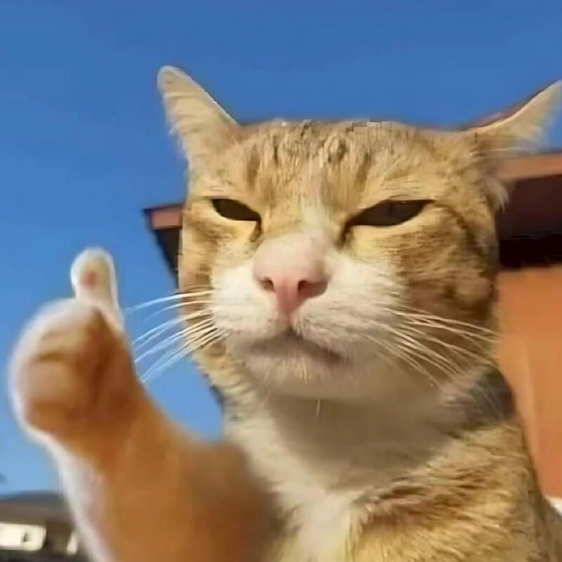 Meme giải thích lý do meme mèo cười được yêu thích