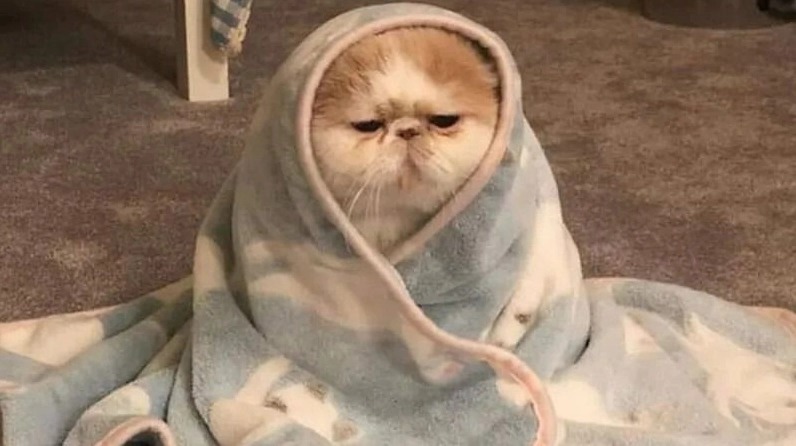 Meme giới thiệu về biểu cảm của mèo cười