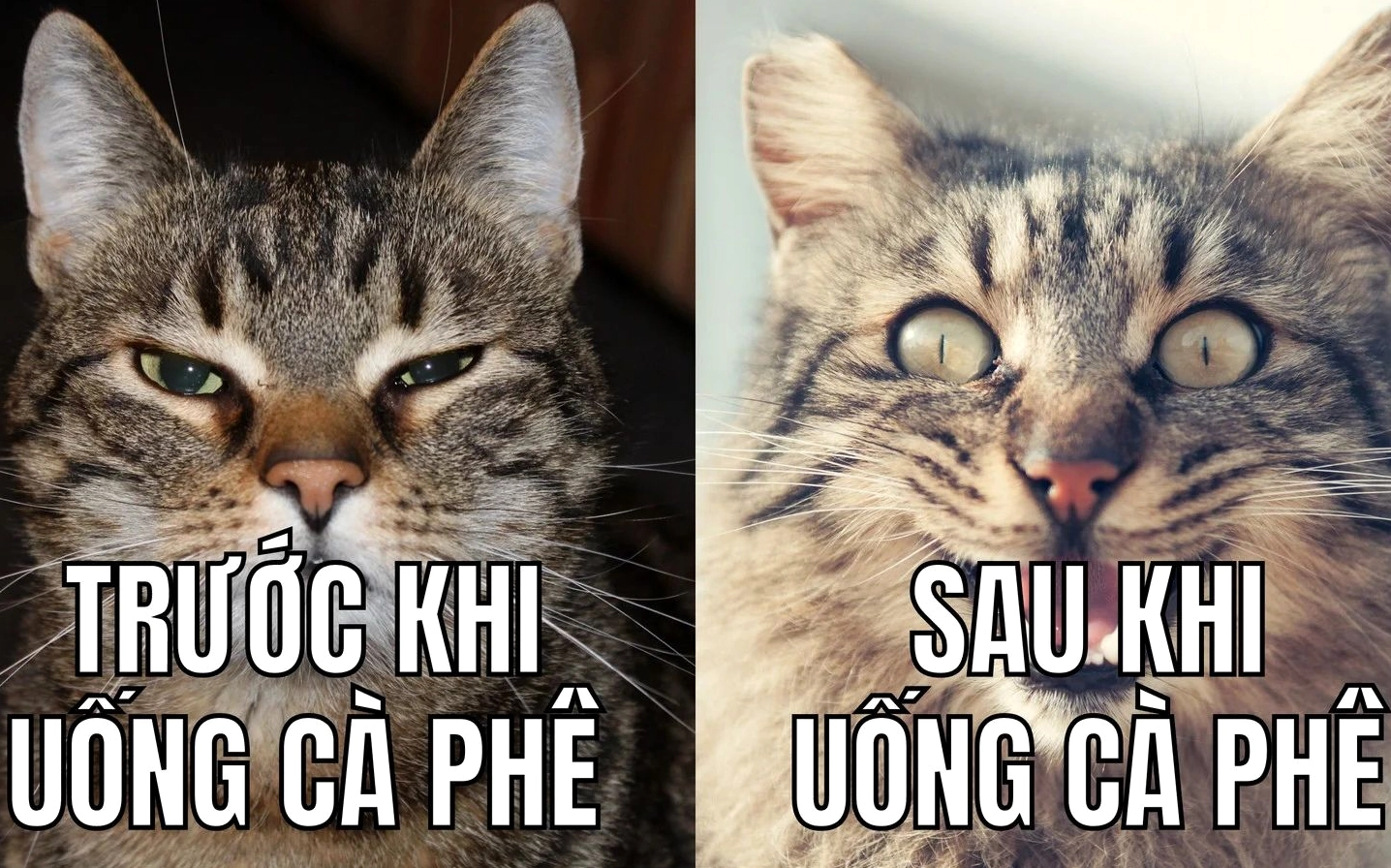 meme hài hước thở dài