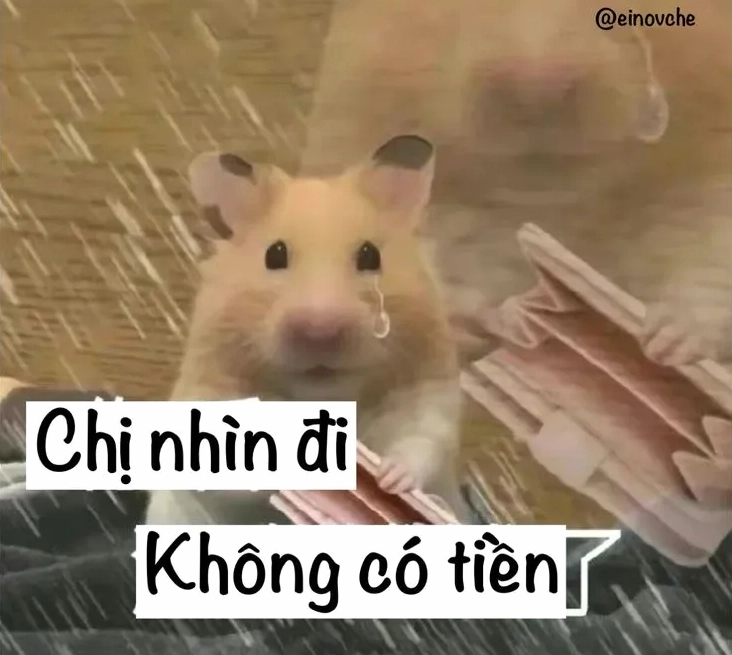 Meme hết tiền với biểu cảm vô cùng dễ thương và đáng yêu