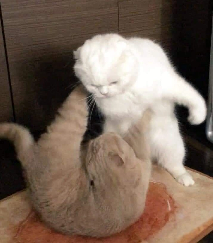 Meme hình ảnh đánh nhau lầy lội cắt ra từ một bộ phim hài