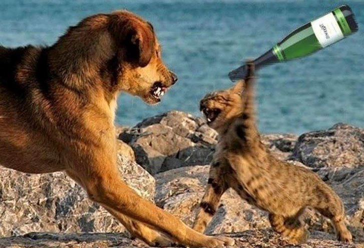 Meme hình ảnh một người cầm chảo đập vào đầu người kia đầy tính giải trí
