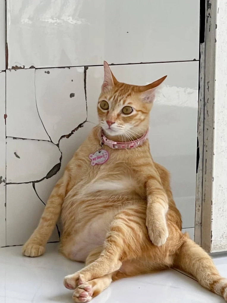 Meme mèo biểu cảm buồn cười đang nhìn chằm chằm