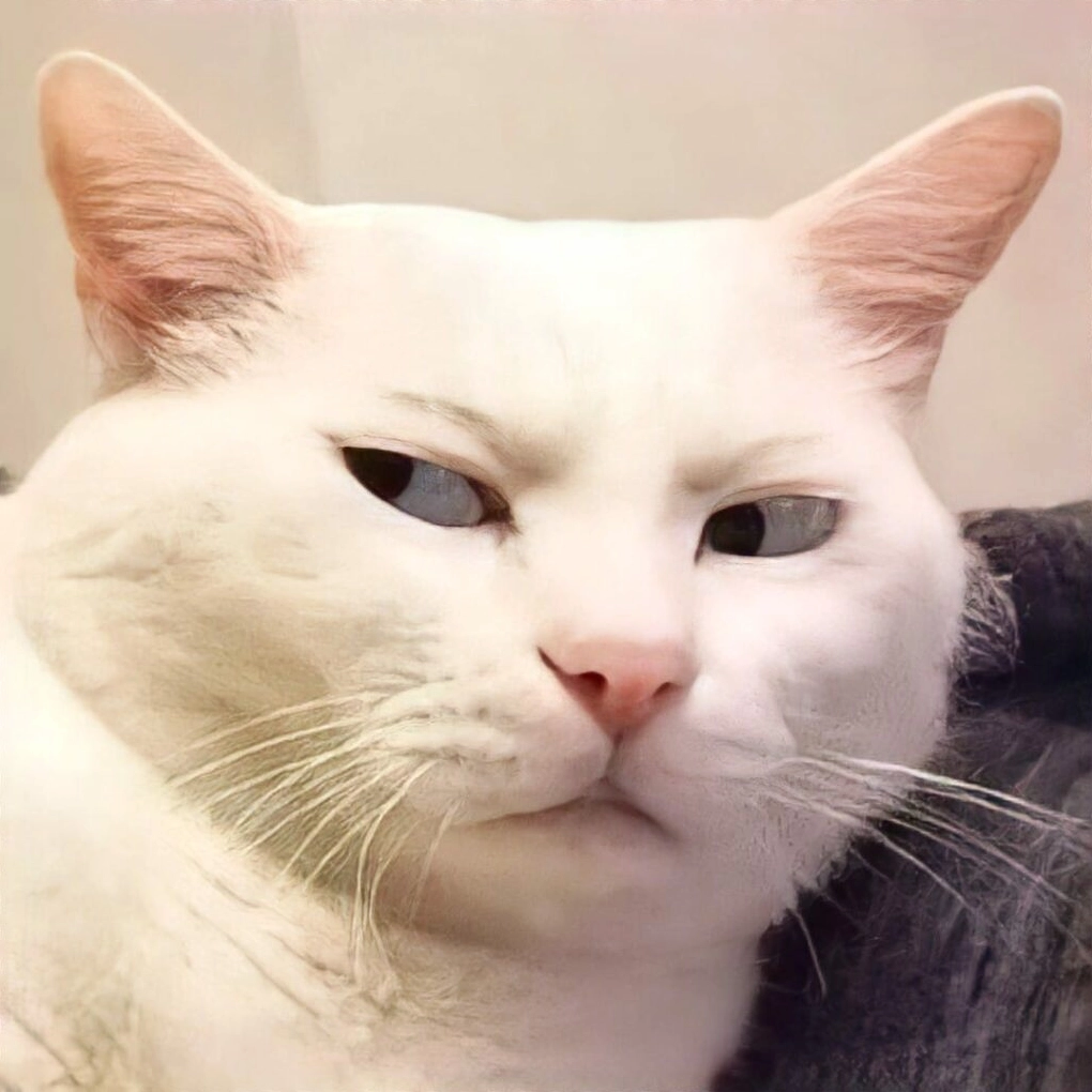 Meme mèo biểu cảm hoảng hốt trợn tròn mắt