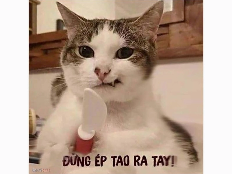 Meme mèo biểu cảm khó hiểu