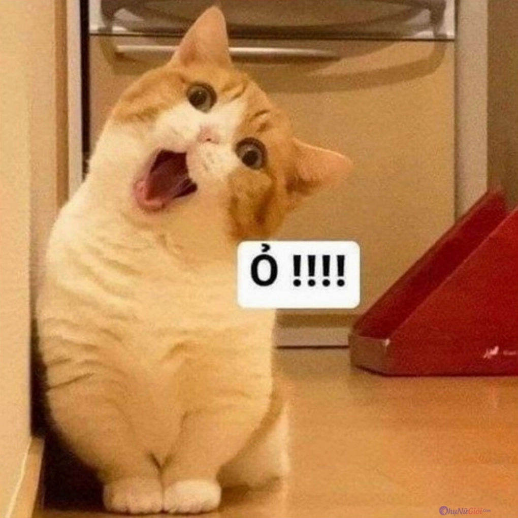 Meme mèo biểu cảm số 5 ngơ ngác