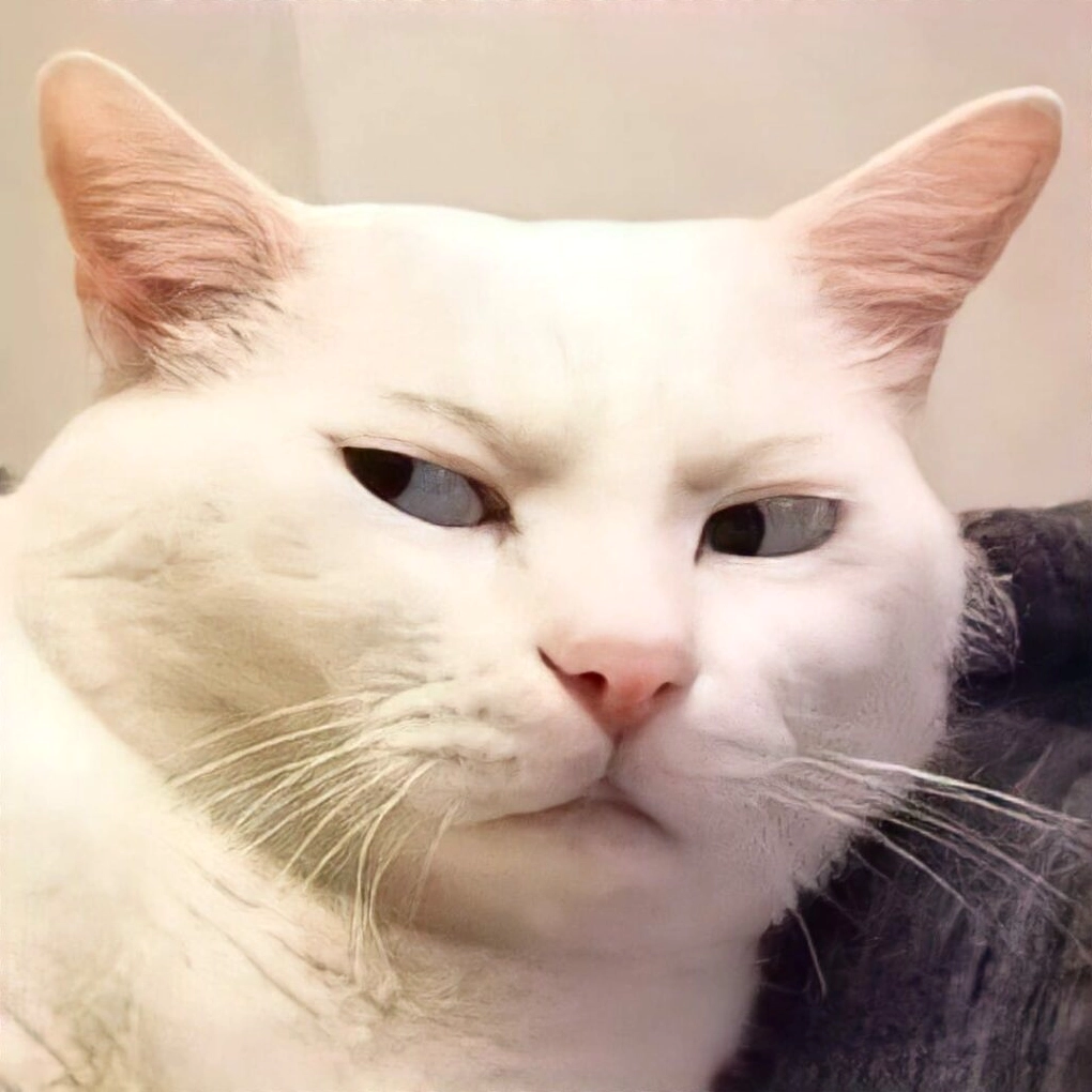 Meme mèo biểu cảm số 8 vô cùng khó hiểu