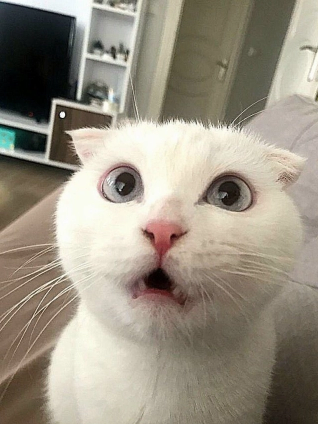 Meme mèo bựa biểu cảm hài hước mới nhất 2026