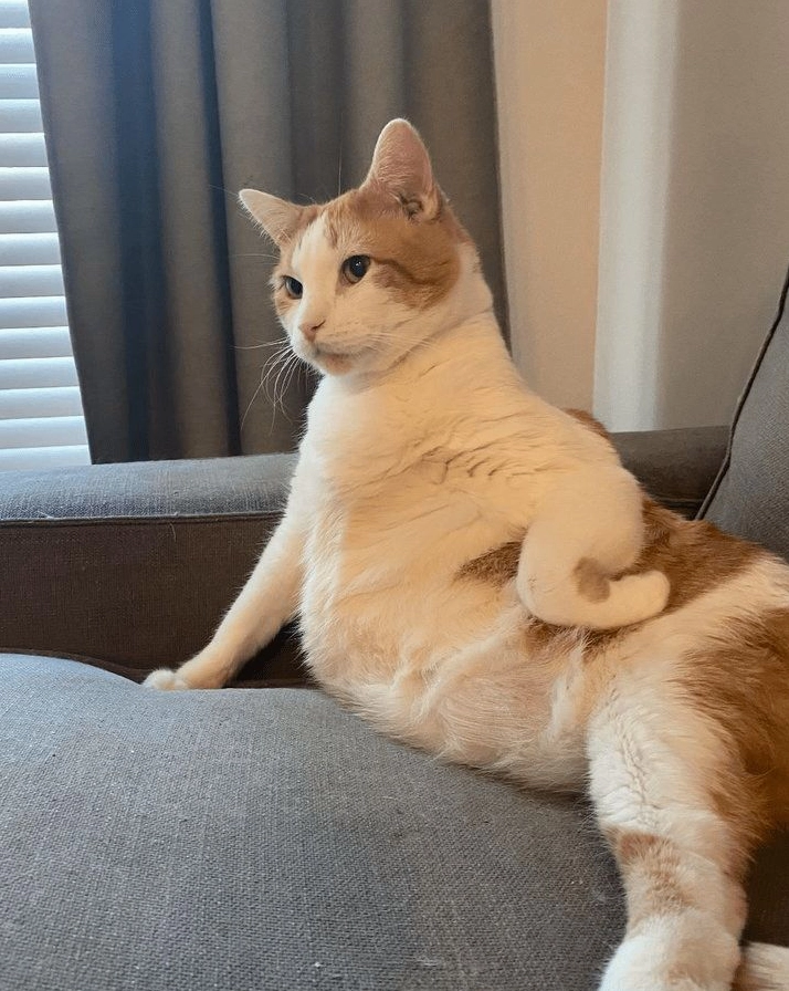 meme mèo bựa lè lưỡi