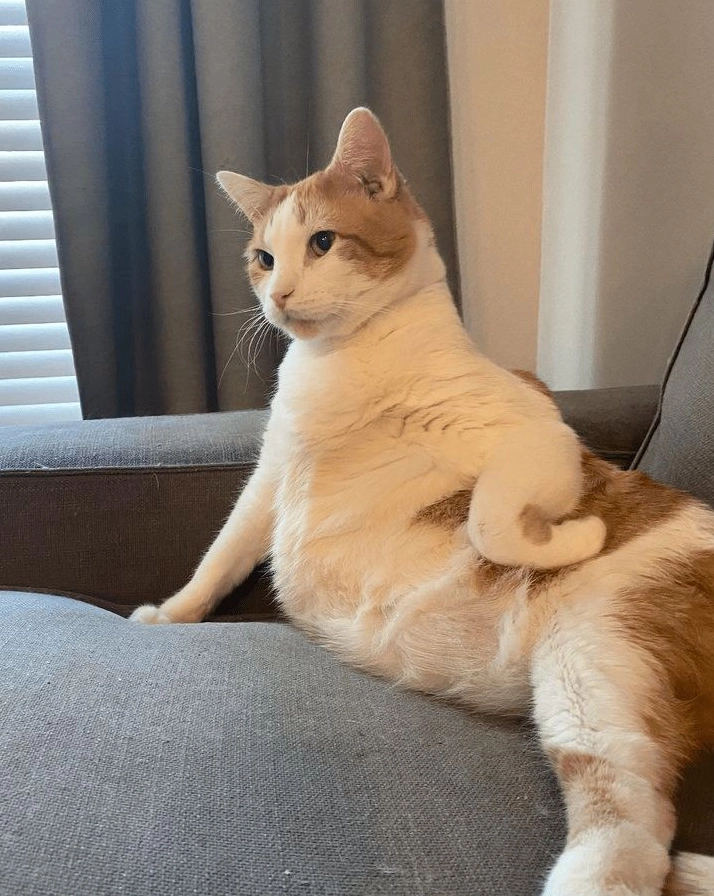 Meme mèo bựa nhe răng