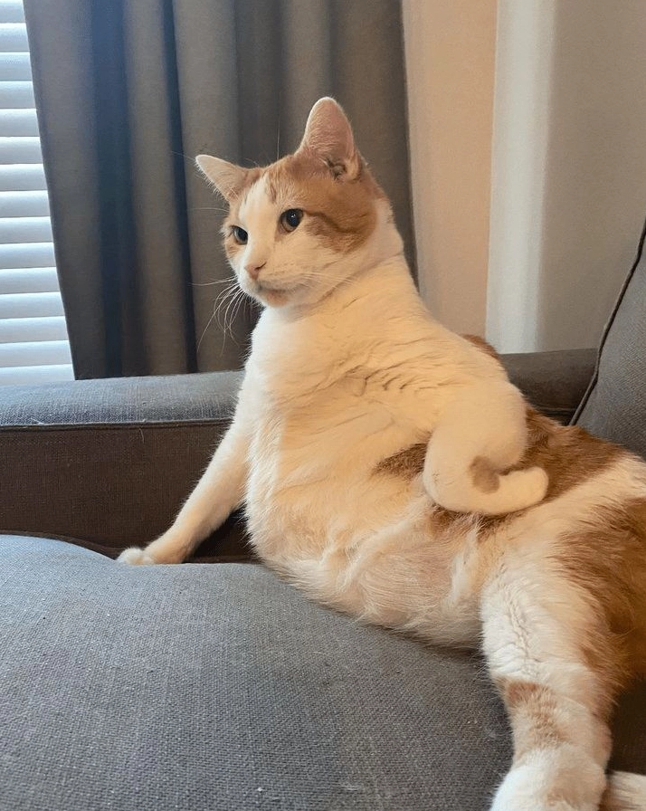 Meme mèo bựa nhìn thẳng mặt