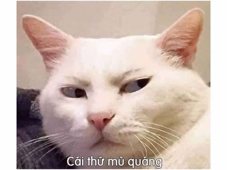 meme mèo bựa ôm đầu