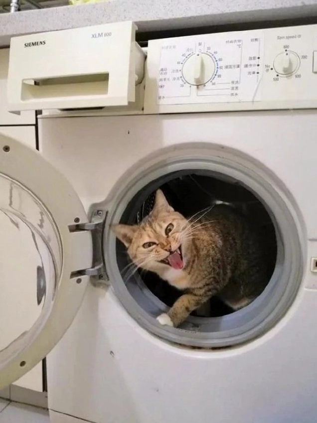 Meme mèo bựa quậy phá máy giặt chui vào trong
