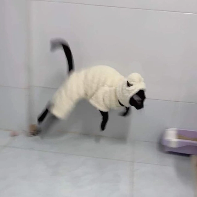 Meme mèo bựa quậy phá mọi thứ trong nhà