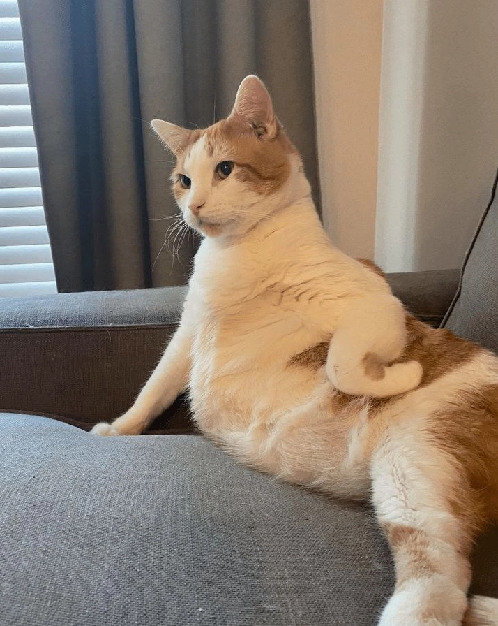 Meme mèo bựa số 25 cực kỳ tấu hài