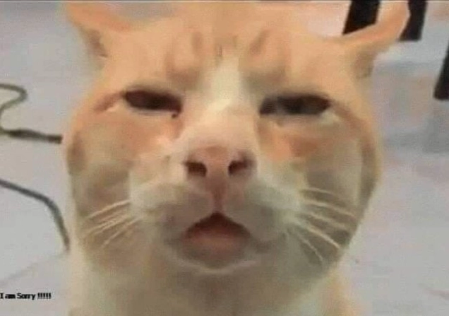 Meme mèo bựa với biểu cảm hài hước cực lầy