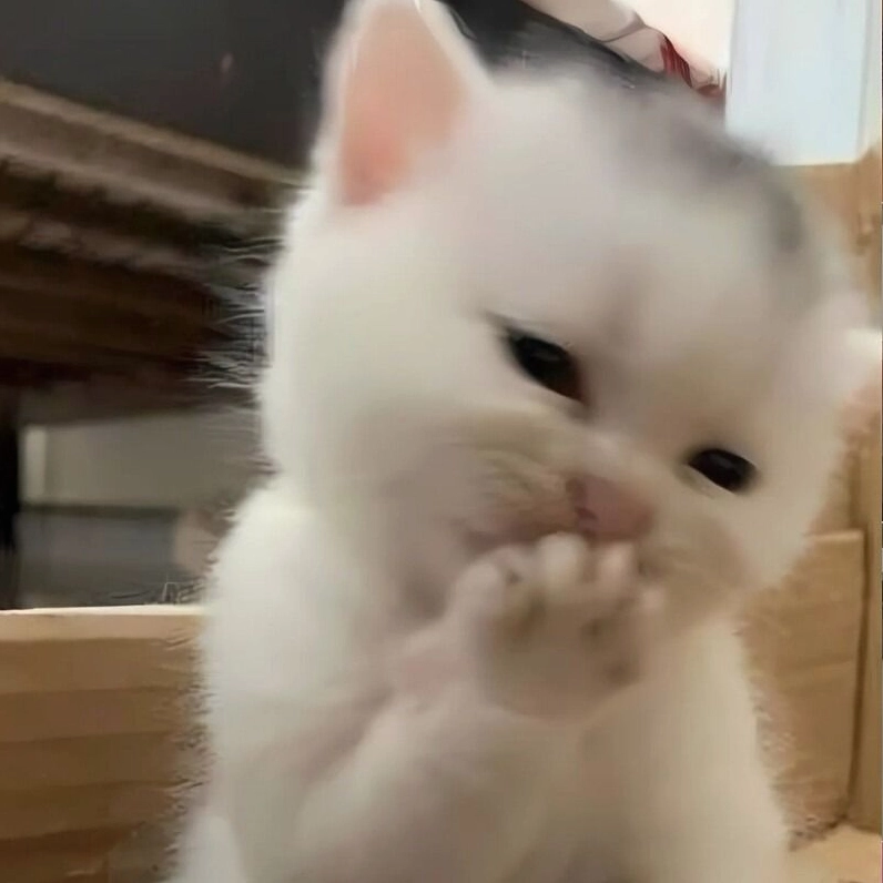 Meme mèo bưng miệng cười trộm