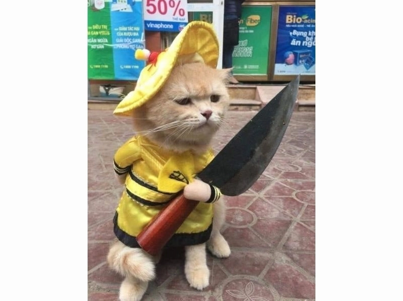 meme mèo chán nản