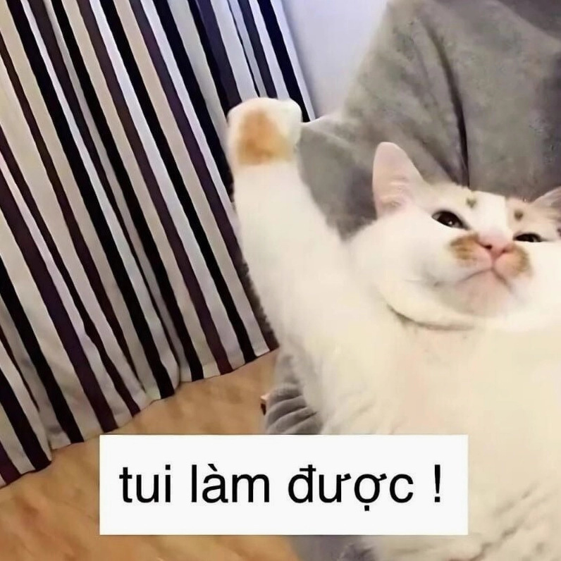 Meme mèo chỉ tay cười khoái trá
