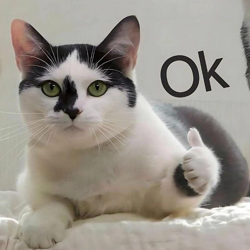 Meme mèo chỉ tay cười nhạo