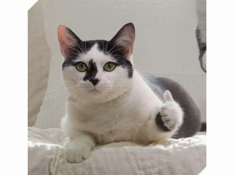 meme mèo chốt hạ