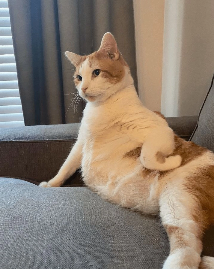 meme mèo cực bựa