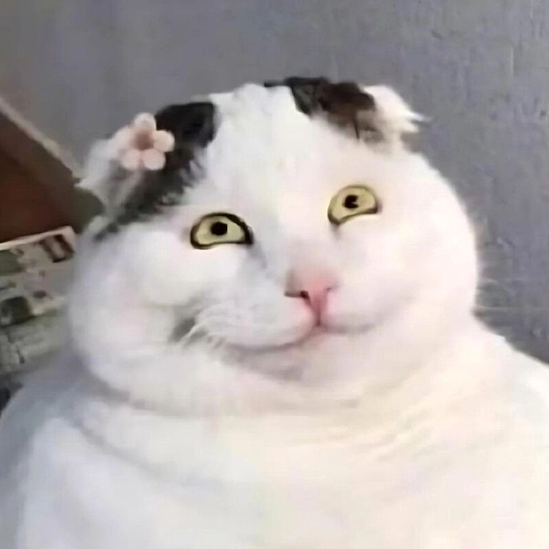 Meme mèo cười đểu cực mạnh