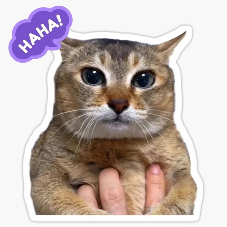 Meme mèo cười haha chảy nước mắt