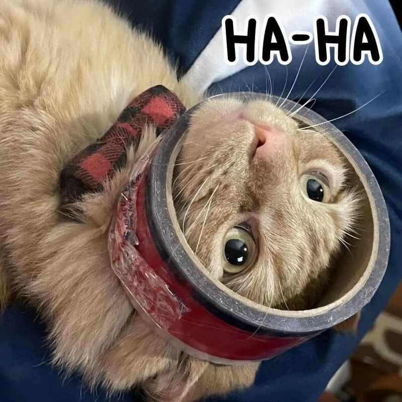 Meme mèo cười haha mất kiểm soát