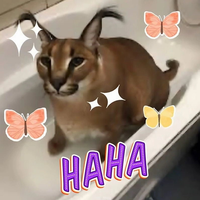 Meme mèo cười haha nắc nẻ