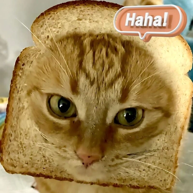 Meme mèo cười hehe gian xảo