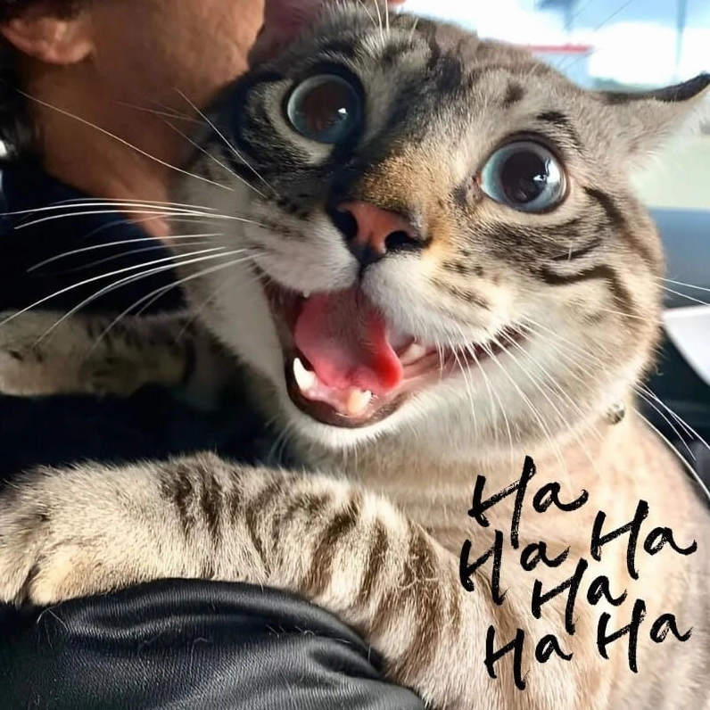 Meme mèo cười hehe trộm