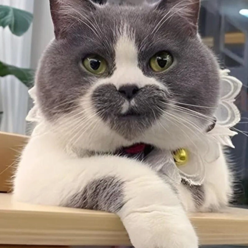 Meme mèo cười khẩy nham hiểm