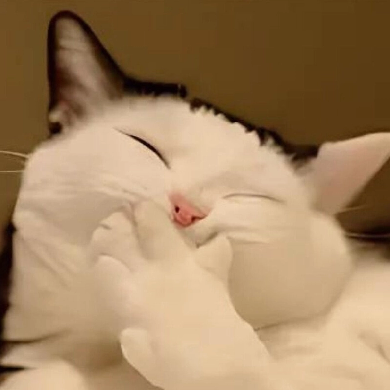 Meme mèo cười khúc khích che miệng