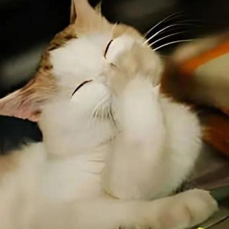 Meme mèo cười lấy tay che miệng