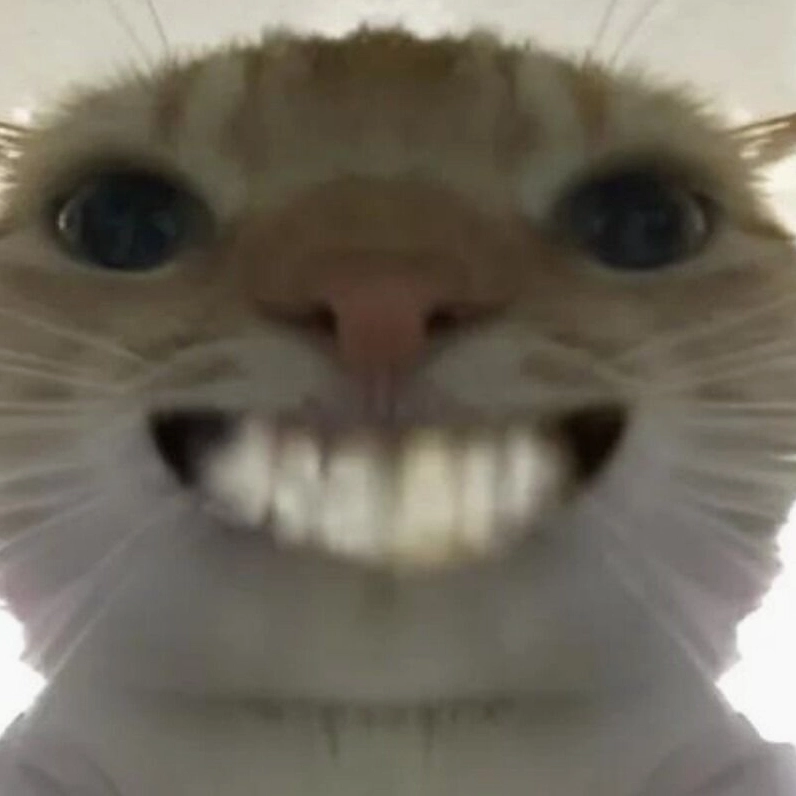 Meme mèo cười nhe răng ngây ngô