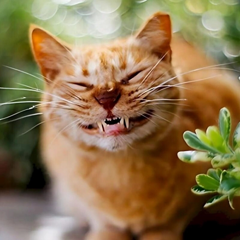 Meme mèo cười nhe răng sảng khoái