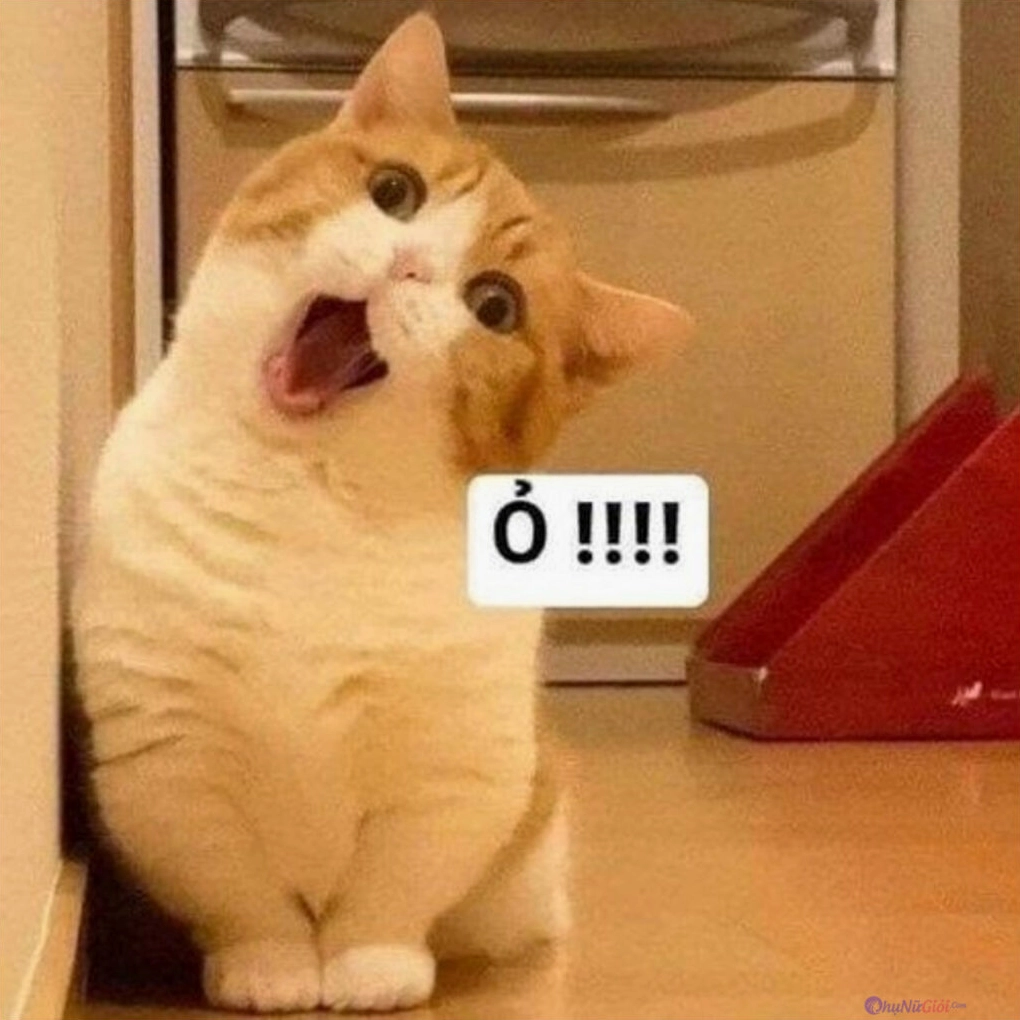 Meme mèo đơ mặt ra không hiểu chuyện gì
