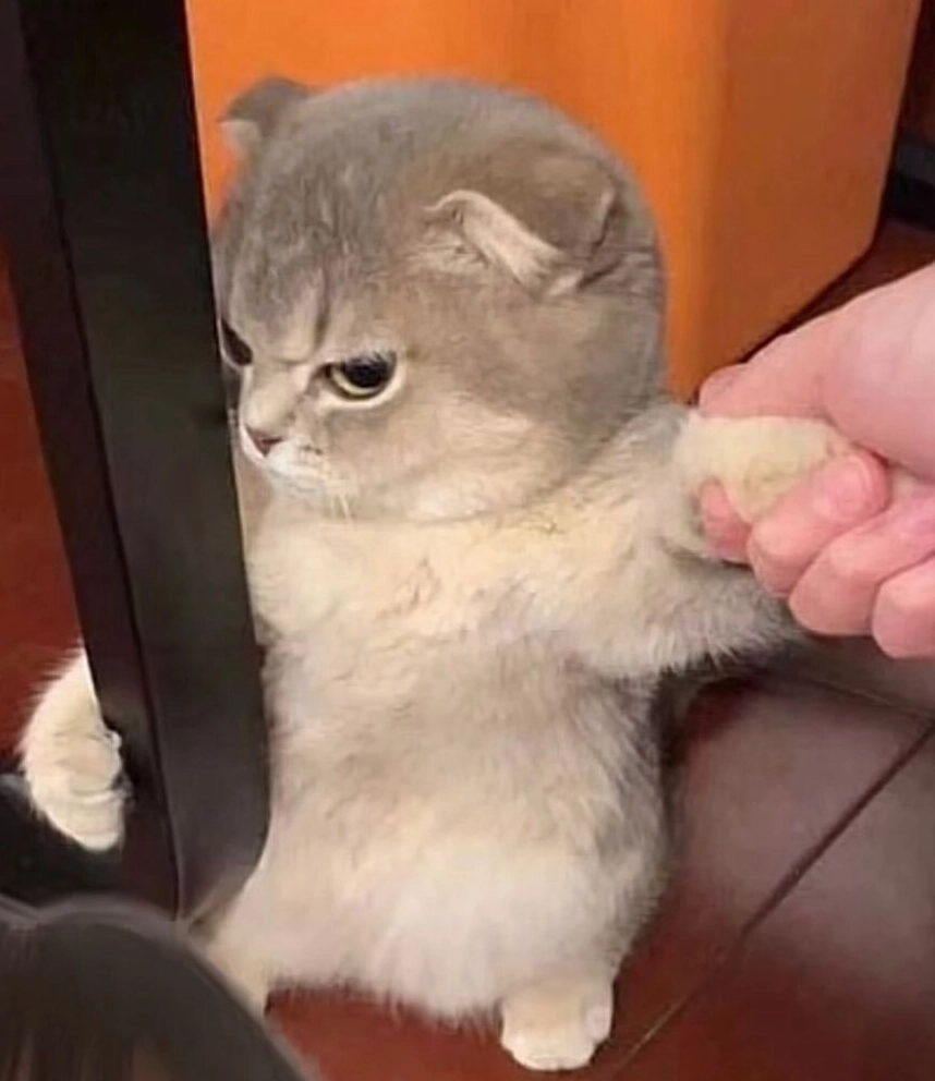 meme mèo dỗi hờn