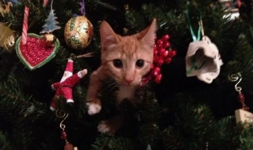 Meme mèo Giáng sinh cây thông đổ nát