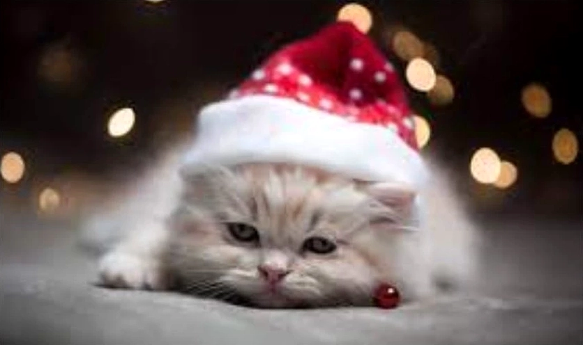 meme mèo Giáng sinh cute đội mũ len
