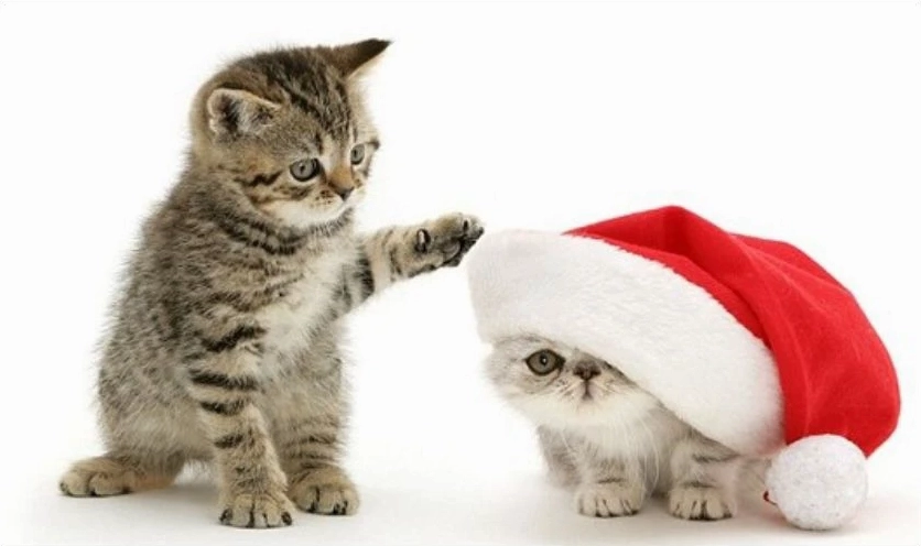 meme mèo Giáng sinh đáng yêu quấn khăn