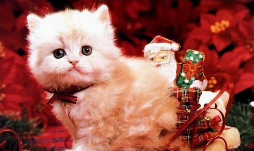 meme mèo Giáng sinh dễ thương chui cây thông