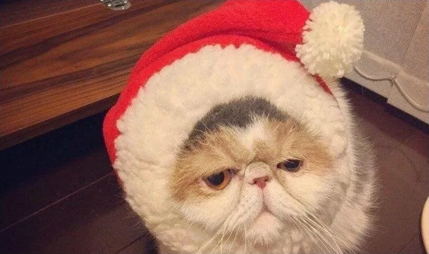 meme mèo Giáng sinh đội nón tuần lộc