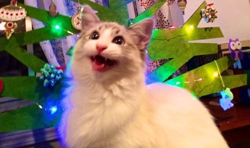 meme mèo Giáng sinh thú vị cào đồ