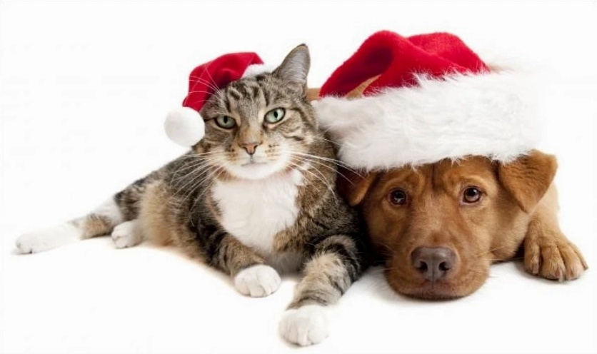 Meme mèo Giáng sinh và cún cắn lộn