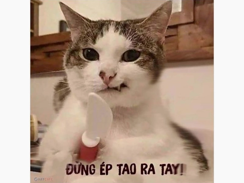 meme mèo hài hước giật mình