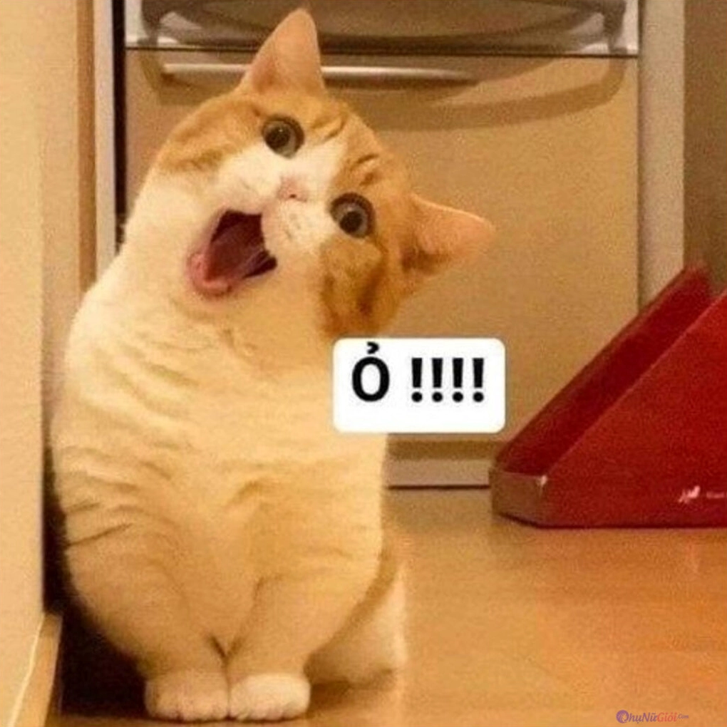 meme mèo hài hước nhăn nhó