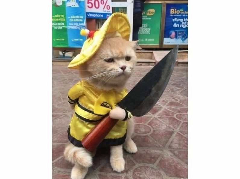 Meme mèo hài hước số 10 đang ngủ gật